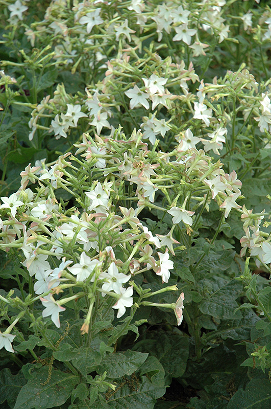 Perfume White Flowering Tobacco (Nicotiana 'Perfume White') at Roger's Gardens