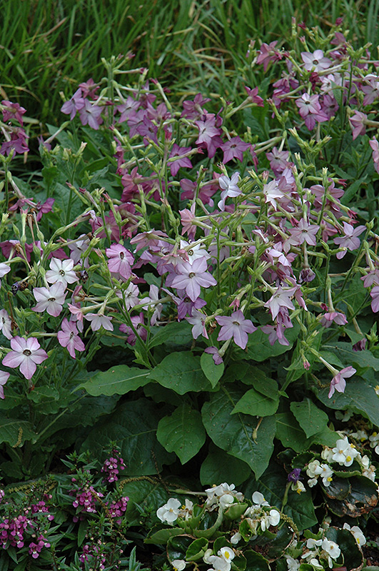 Tobacco Flower