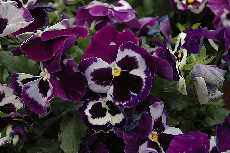 Delta Violet With Face Pansy (Viola x wittrockiana 'Delta Violet With Face') at Roger's Gardens