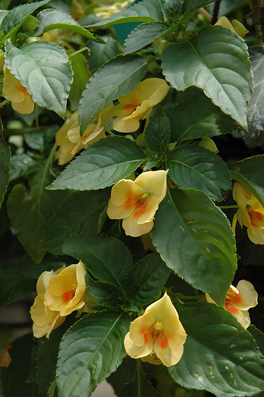 Fusion Glow Yellow Impatiens (Impatiens 'Fusion Glow Yellow') at Roger's Gardens