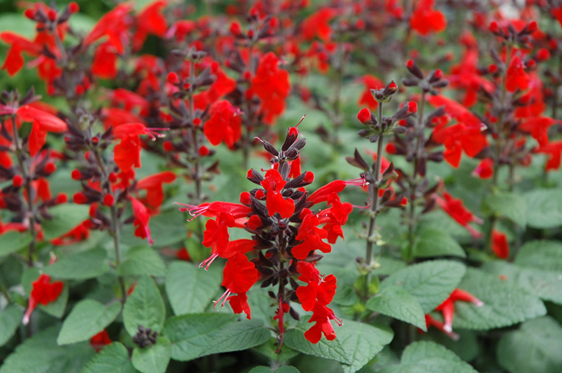 Forest Fire Sage (Salvia coccinea 'Forest Fire') at Roger's Gardens