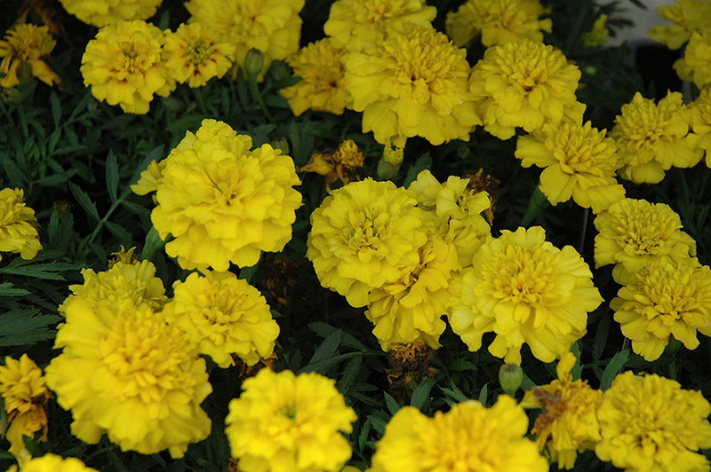 Boy Yellow Marigold (Tagetes patula 'Boy Yellow') at Roger's Gardens