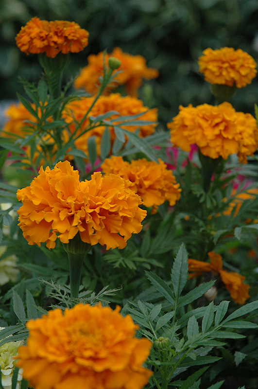 Cortez Orange Marigold (Tagetes erecta 'Cortez Orange') at Roger's Gardens