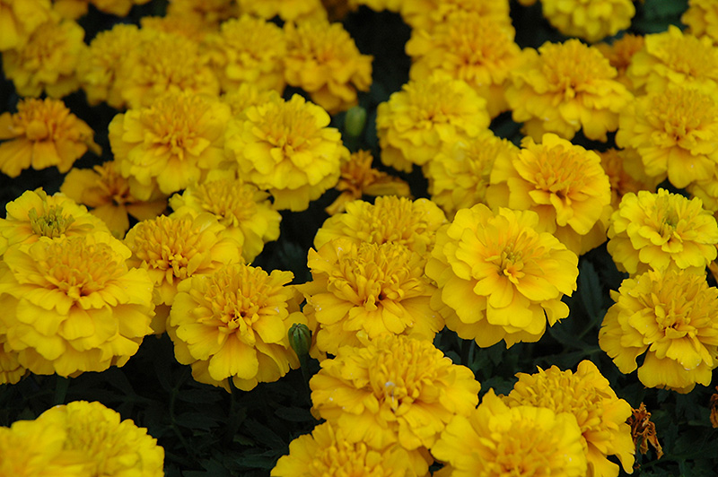Janie Gold Marigold (Tagetes patula 'Janie Gold') at Roger's Gardens