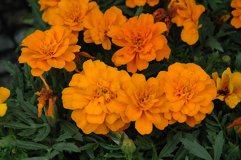 Durango Tangerine Marigold (Tagetes patula 'Durango Tangerine') at Roger's Gardens