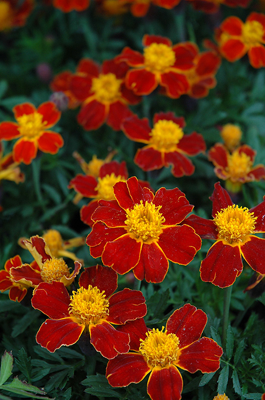 Disco Red Marigold (Tagetes patula 'Disco Red') at Roger's Gardens