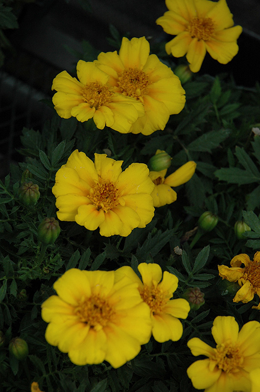 Disco Yellow Marigold (Tagetes patula 'Disco Yellow') at Roger's Gardens