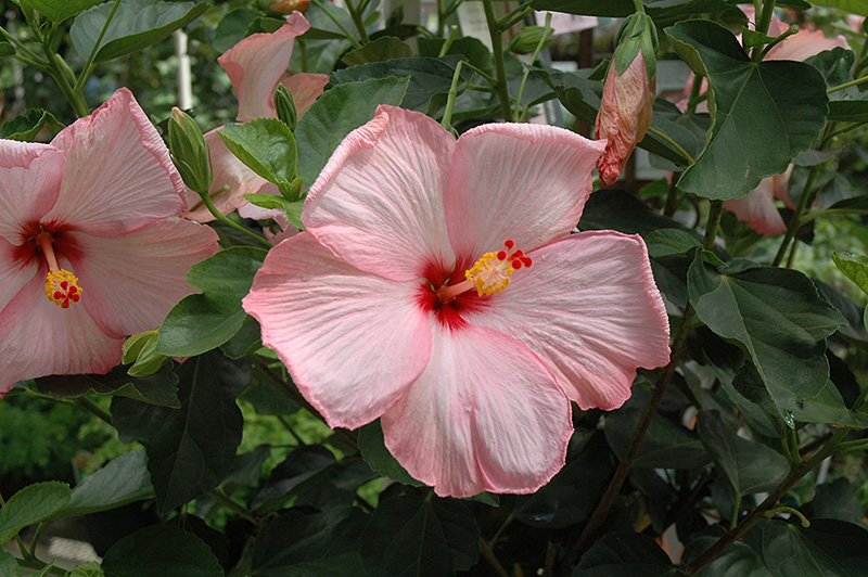 Amour Hibiscus (Hibiscus rosa-sinensis 'Amour') at Roger's Gardens