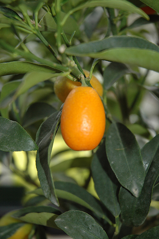 Nagami Kumquat (Citrus japonica 'Nagami') at Roger's Gardens