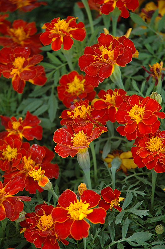 Safari Red Marigold (Tagetes patula 'Safari Red') at Roger's Gardens