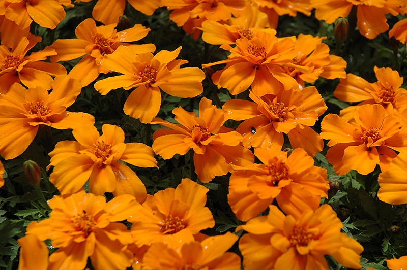 Safari Tangerine Marigold (Tagetes patula 'Safari Tangerine') at Roger's Gardens