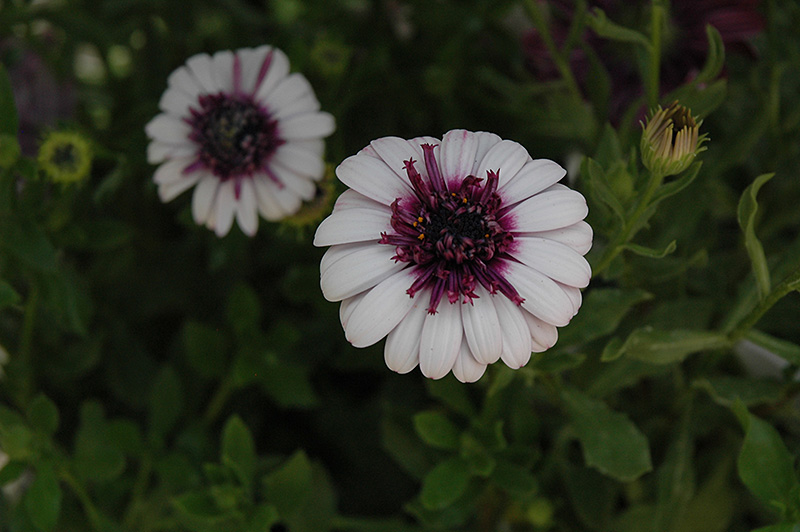3D Berry White African Daisy (Osteospermum '3D Berry White') at Roger's Gardens