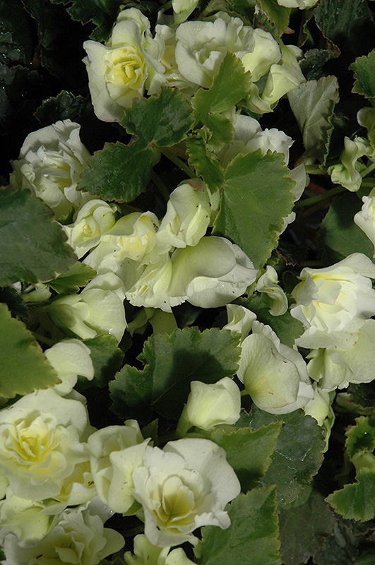 Glory White Begonia (Begonia x hiemalis 'Glory White') at Roger's Gardens