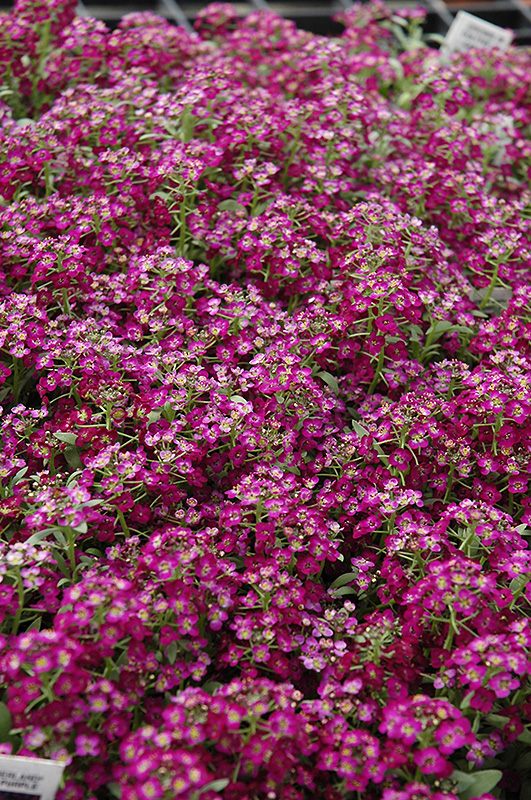 Wonderland Deep Purple Sweet Alyssum (Lobularia maritima 'Wonderland Deep Purple') at Roger's Gardens