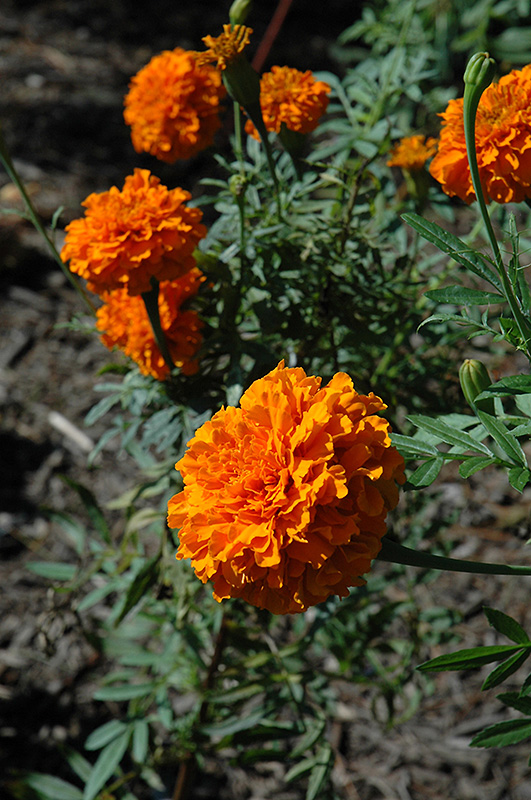 Jedi Orange Marigold (Tagetes erecta 'Jedi Orange') at Roger's Gardens