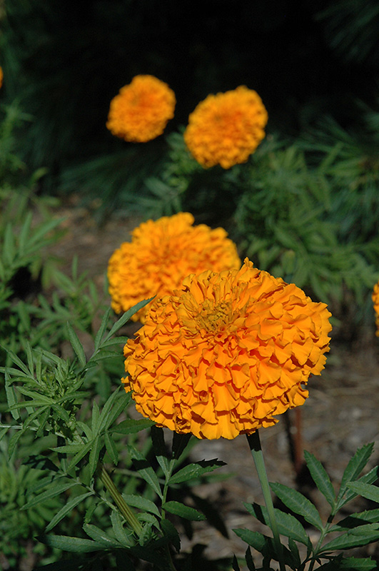 Narai Orange Marigold (Tagetes erecta 'Narai Orange') at Roger's Gardens