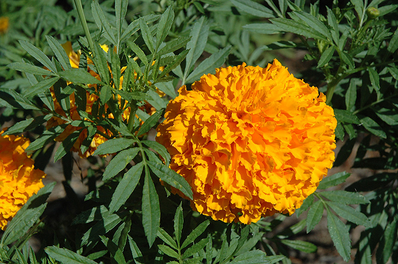 Bali Orange Marigold (Tagetes erecta 'Bali Orange') at Roger's Gardens
