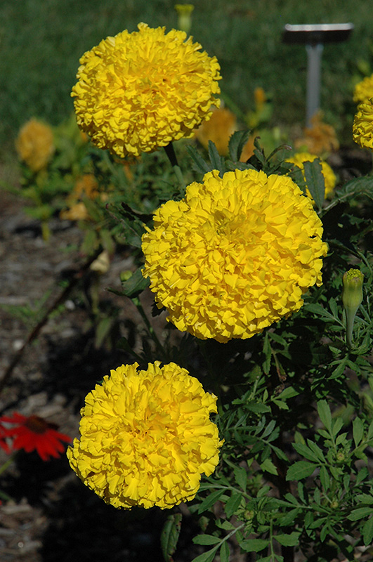 Babuda Yellow Marigold (Tagetes erecta 'Babuda Yellow') at Roger's Gardens