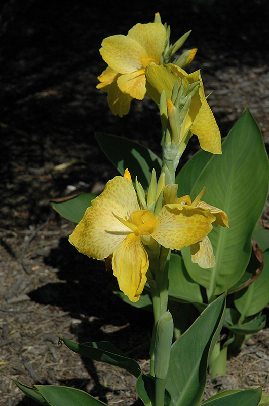 Tropical Yellow Canna (Canna 'Tropical Yellow') at Roger's Gardens