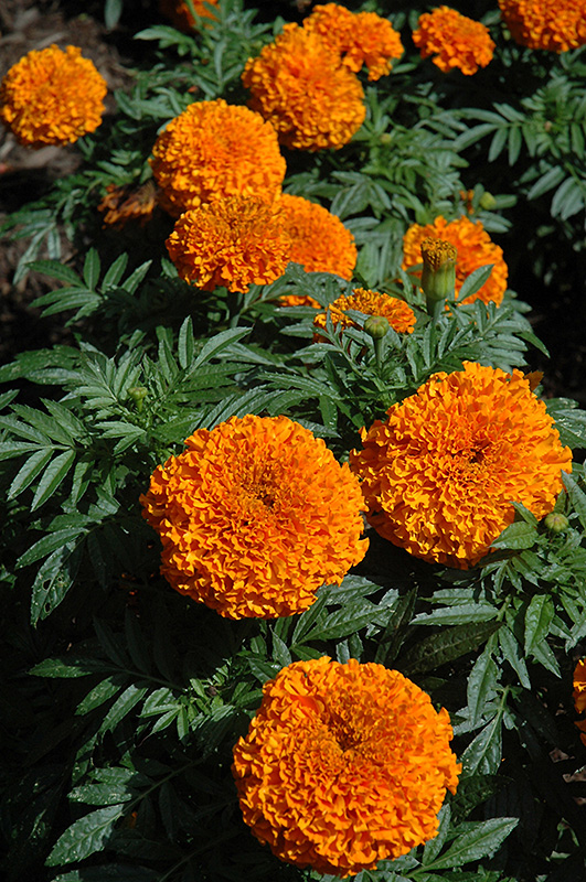 Moonsong Deep Orange Marigold (Tagetes erecta 'Moonsong Deep Orange') at Roger's Gardens