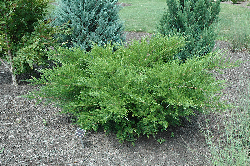 Sea Green Juniper (Juniperus chinensis 'Sea Green') at Roger's Gardens