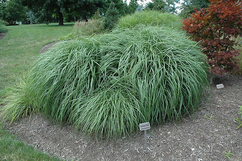 Adagio Maiden Grass (Miscanthus sinensis 'Adagio') at Roger's Gardens