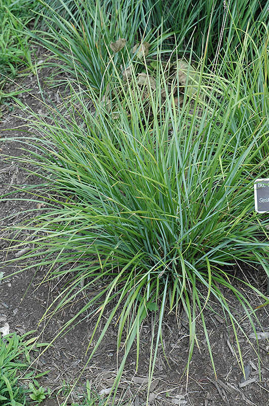 Blue-green Moor Grass (Sesleria heufleriana) at Roger's Gardens
