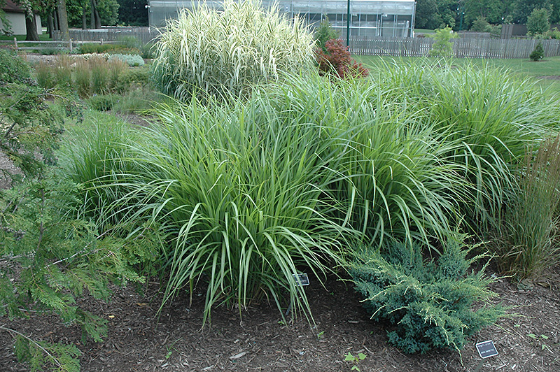 Silberfeder Maiden Grass (Miscanthus sinensis 'Silberfeder') at Roger's Gardens