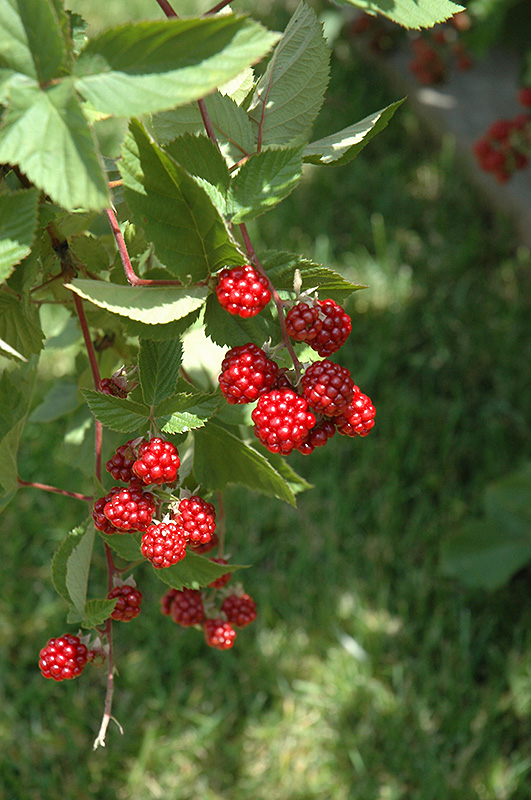 Heritage Raspberry (Rubus 'Heritage') at Roger's Gardens