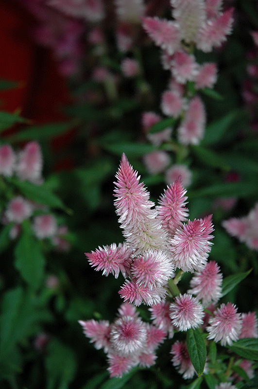Kelos Pink Celosia (Celosia 'Kelos Pink') at Roger's Gardens