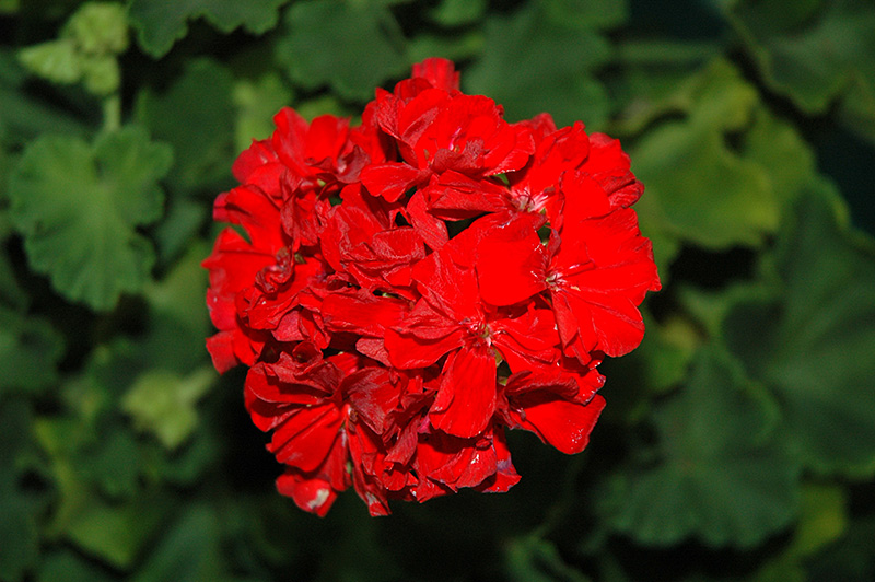 Tango Vintage Red Geranium (Pelargonium 'Tango Vintage Red') at Roger's Gardens