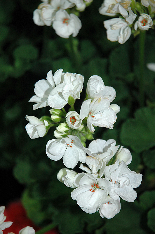 Patriot White Geranium (Pelargonium 'Patriot White') at Roger's Gardens