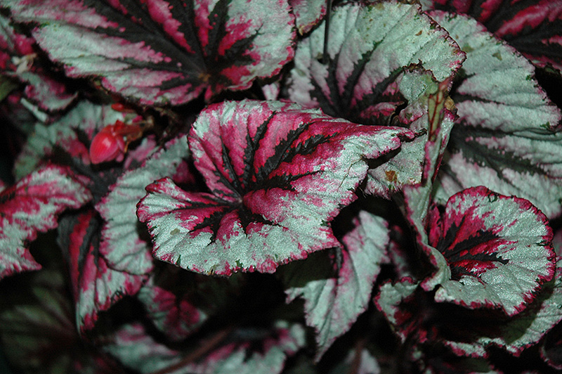 Shadow King Cherry Mint Begonia (Begonia 'Shadow King Cherry Mint') at Roger's Gardens