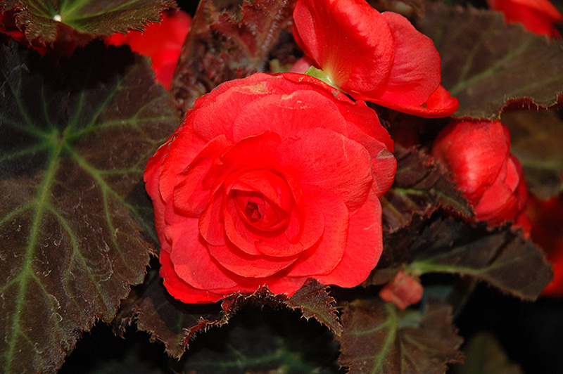 Nonstop Mocca Cherry Begonia (Begonia 'Nonstop Mocca Cherry') at Roger's Gardens