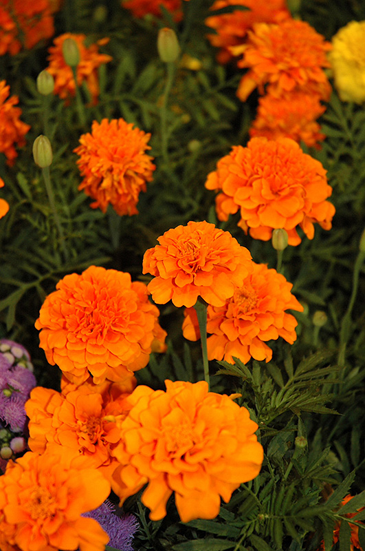 Little Hero Orange Marigold (Tagetes patula 'Little Hero Orange') at Roger's Gardens