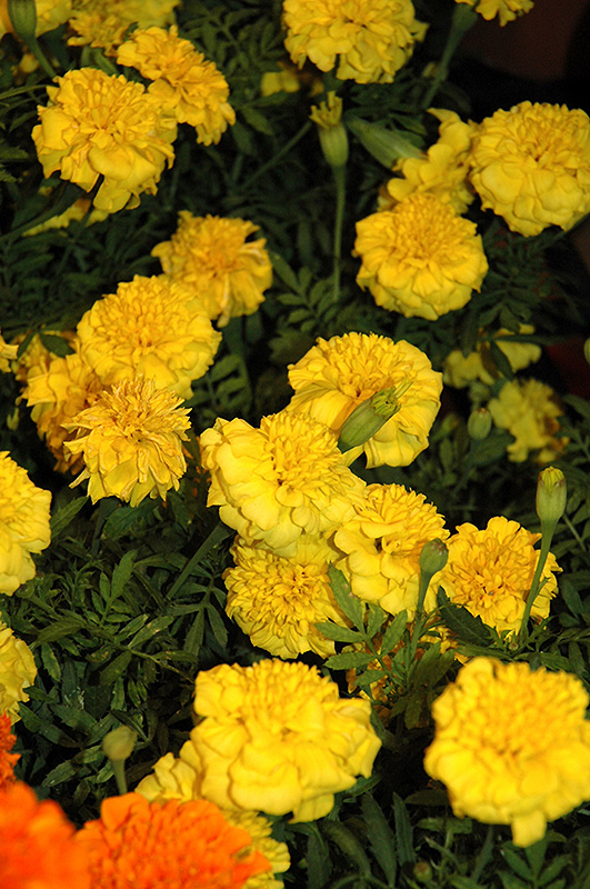 Little Hero Yellow Marigold (Tagetes patula 'Little Hero Yellow') at Roger's Gardens