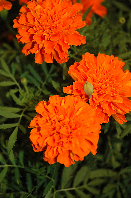 Cresta Deep Orange Marigold (Tagetes patula 'Cresta Deep Orange') at Roger's Gardens