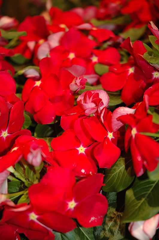 Cora Red Vinca (Catharanthus roseus 'Cora Red') at Roger's Gardens