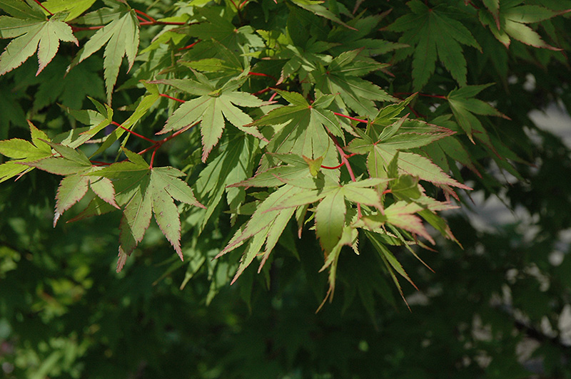 Tobiosho Japanese Maple (Acer palmatum 'Tobiosho') at Roger's Gardens