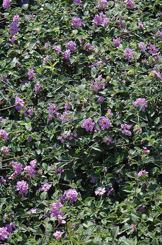 Purple Trailing Lantana (Lantana montevidensis) at Roger's Gardens