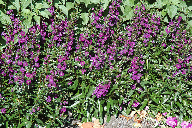 Angelface Dark Violet Angelonia (Angelonia angustifolia 'Angelface Dark Violet') at Roger's Gardens