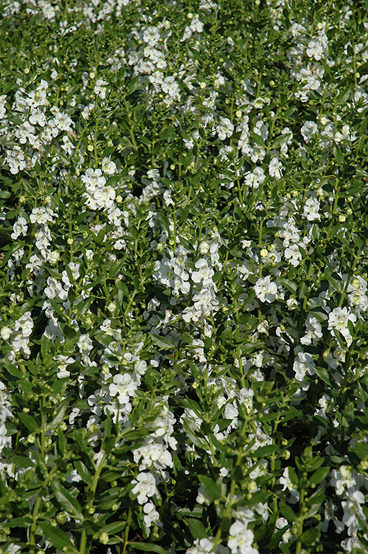 Angelface White Angelonia (Angelonia angustifolia 'Anwhitim') at Roger's Gardens