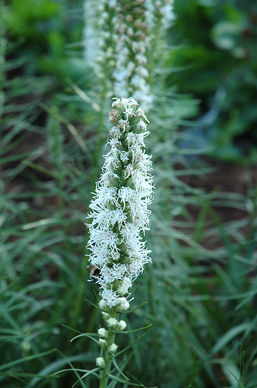 White Blazing Star (Liatris spicata 'Alba') at Roger's Gardens