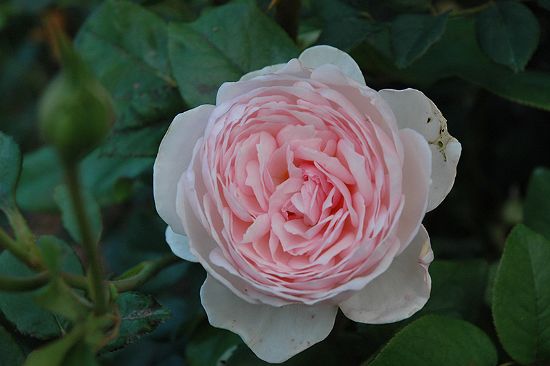 Heritage Rose (Rosa 'Heritage') at Roger's Gardens