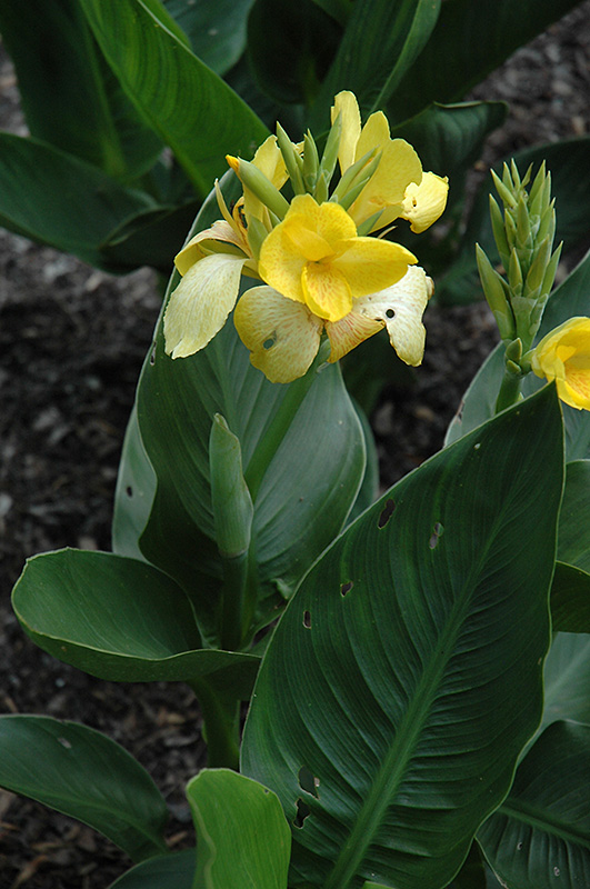Tropicanna Yellow Canna (Canna 'Tropicanna Yellow') at Roger's Gardens