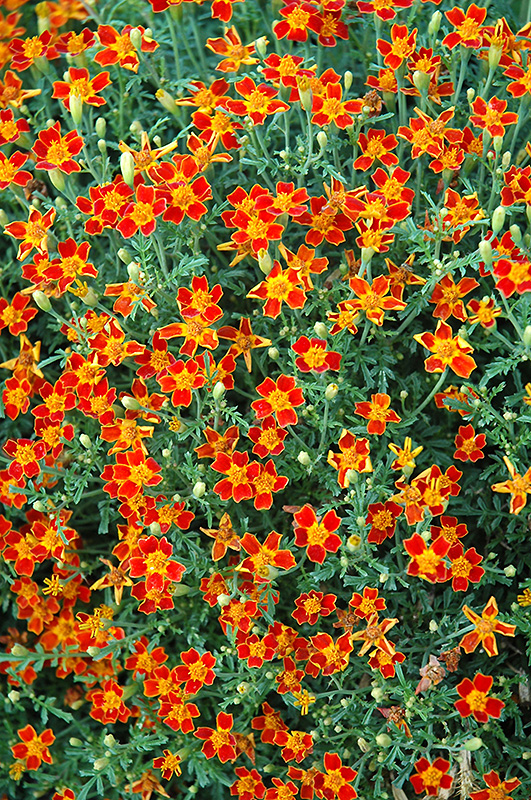 Red Gem Marigold (Tagetes tenuifolia 'Red Gem') at Roger's Gardens