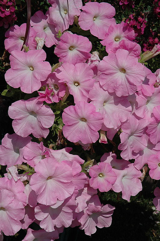 Easy Wave Mystic Pink Petunia (Petunia 'Easy Wave Mystic Pink') at Roger's Gardens