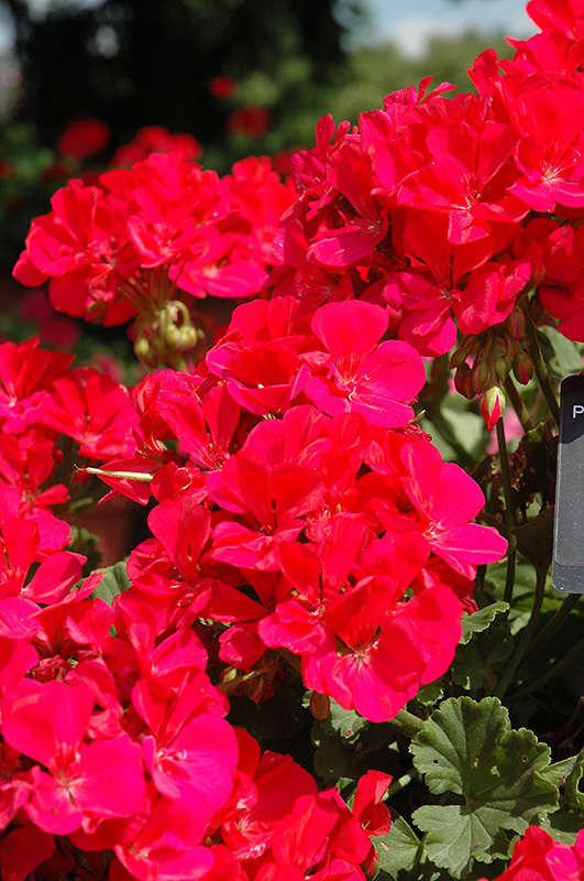 Allure Rose Geranium (Pelargonium 'Allure Rose') at Roger's Gardens