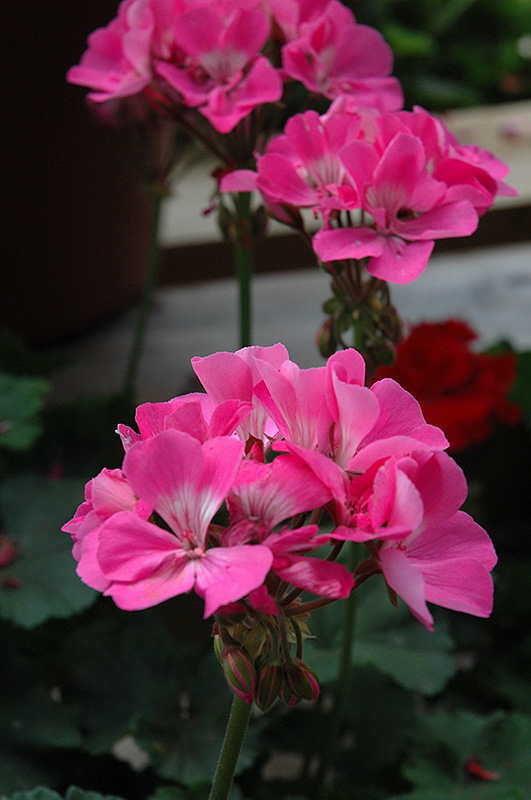 Tango Deep Pink Geranium (Pelargonium 'Tango Deep Pink') at Roger's Gardens