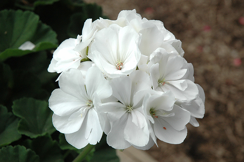Tango White Geranium (Pelargonium 'Tango White') at Roger's Gardens